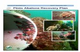 DRAFT Pinto Abalone Recovery Plan (2021)