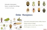 Order Hemiptera - courseware.cutm.ac.in