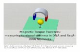 Magnetic Tweezers: torsional in DNA and RecA DNA