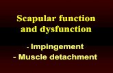 Scapular function and dysfunction - Filestack