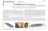 Turfgrass Insects - Purdue University