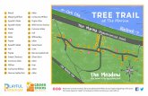 Beech Alder TREE TRAIL - Cork Healthy Cities