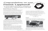 Congratulations on your Finnish Lapphund!