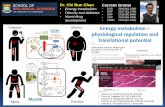 Energy metabolism physiological regulation and ...