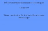 Modern Immunofluorescence Techniques Lecture 9 Tissue ...
