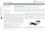 Fluid mechanics and rheology of the jumping spider body fluid