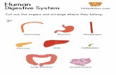 Human Digestive System 123kidsfun.com Cut out the organs ...