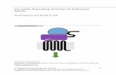 Versatile Signaling Activity of Adhesion GPCRs
