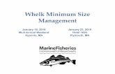 Whelk Minimum Size Management - Mass.gov