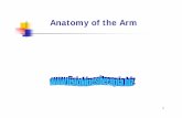 Anatomy of the Arm - Fisiokinesiterapia