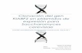Clonación del gen KlABF2 en plásmidos de expresión para ...