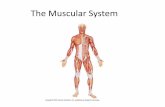 The Muscular System - monroe.k12.ky.us