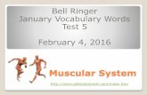 Muscular System - Weebly