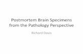 Postmortem Brain Specimens from the Pathology Perspective