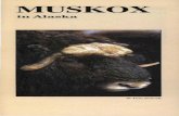 Muskox in Alaska