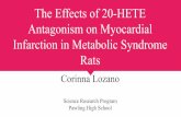 The Effects of 20-HETE Infarction in Metabolic Syndrome Rats