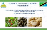 TANZANIA HUB FOR CASHEWNUT PROCESSING