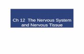 Ch 12 The Nervous System and Nervous Tissue
