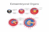 Extraembryonal Organs