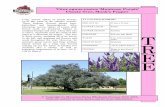 Vitex agnus-castus ‘Montrose Purple’ Chaste Tree, Monk’s ...