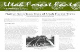 Native American Uses of Utah Forest Trees
