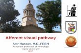Afferent visual pathway - amrhasanneuro.com