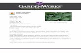 GardenWorks Gentle Giant Hosta