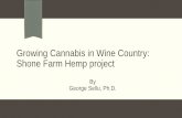 Growing Cannabis in Wine Country: Shone Farm Hemp project