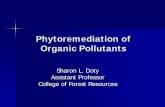 Phytoremediation of Organic Pollutants