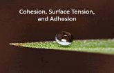 Cohesion, Surface Tension, and Adhesion