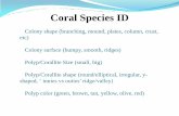 Coral Species ID - frrp.org