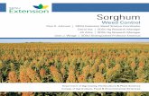 Sorghum Weed Control - SDSU Extension | SDSU Extension