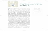CHAPTER 6 The Structures of DNA and RNA