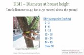 DBH Diameter at breast height - Cardinal Scholar Home