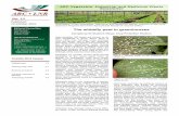The whitefly pest in greenhouses
