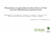 Phosphorus in agricultural soils: drivers of the current ...