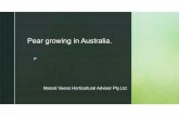 Pear growing in Australia. - FuturPera