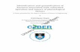 Identification and Quantification of Bacteria associated ...
