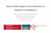 Role of RNA repair in the tolerance of bacteria to antibiotics