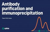 Antibody purification and immunoprecipitation