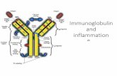 Immunoglobulin and inflammation