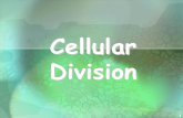 Cell Cycle & Cell Division - Buck Mountain