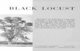 BLACK LOCUST - GreenHome Institute