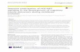 Stepwise participation of HGF/MET signaling in the ...
