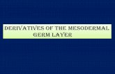 Derivatives of the mesodermal germ layer