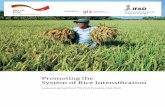 Promoting the System of Rice Intensification