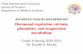 Hormonal regulation calcium, phosphate, and magnesium ...