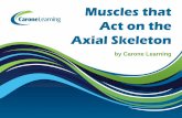 Muscles that Act on the Axial Skeleton