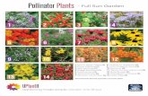 Pollinator Plants - Full Sun Garden