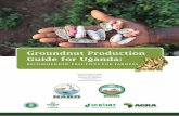 Groundnut Production Guide for Uganda